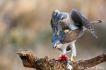 Copula de Azores <i>(Accipiter gentilis)</i>
