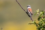Red-backed shrike <i> (Lanius collurio)</i>