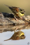 Escribano Soteño macho <i>(Emberiza cirlus)</i>