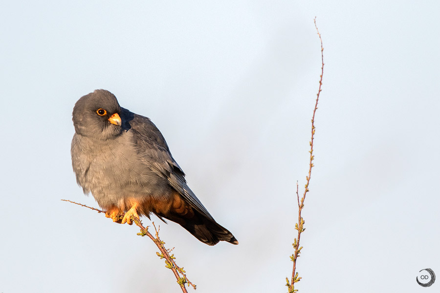 Cernícalo patirrojo macho <i> (Falco vespertinus)</i>