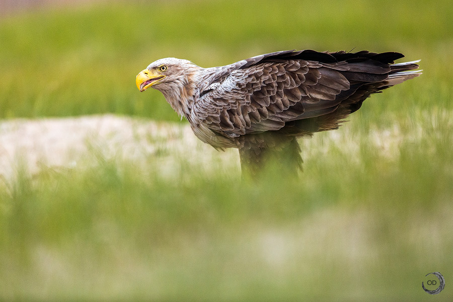 Pigargo europeo <i>(Haliaeetus albicilla)</i>