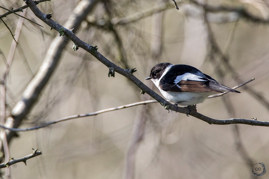 Papamoscas acollarado <i>(Ficedula albicollis)</i>