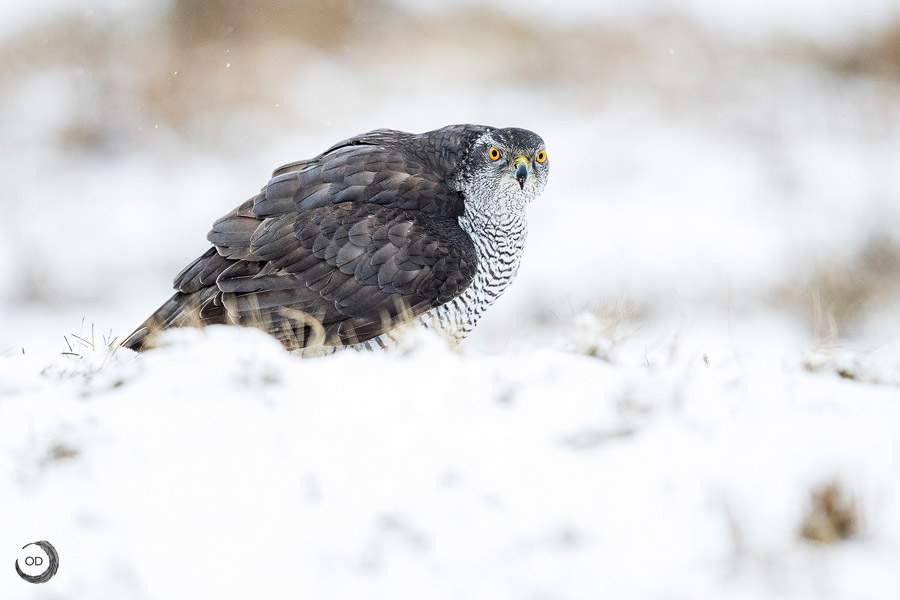 Azor Común macho <i>(Accipiter gentilis)</i>