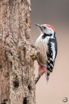 Pico mediano <i>(Leiopicus medius)</i>