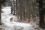 Lobo europeo <i>(Canis lupus lupus)</i>