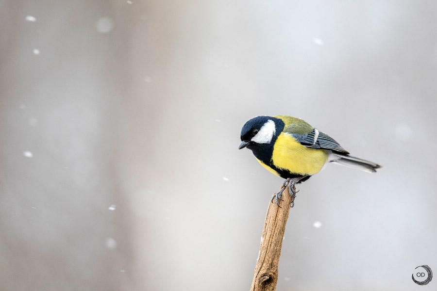 Carbonero Común<i> (Parus major)</i>