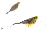 Escribano cerillo <i>(Emberiza citrinella)</I>