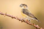 Piquituerto común hembra <i> (Loxia curvirostra)</i>