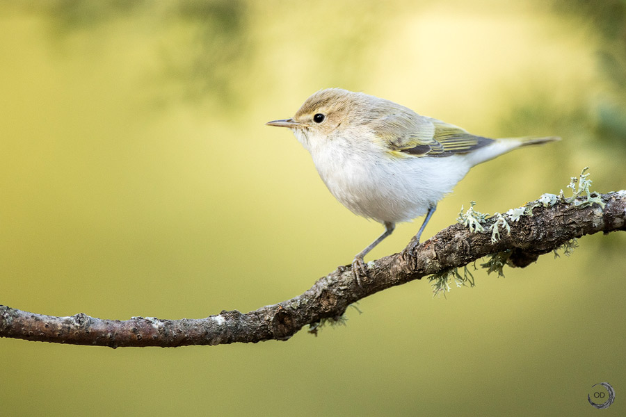 Western Bonelli's warbler <i> (Phylloscopus bonelli)</i>