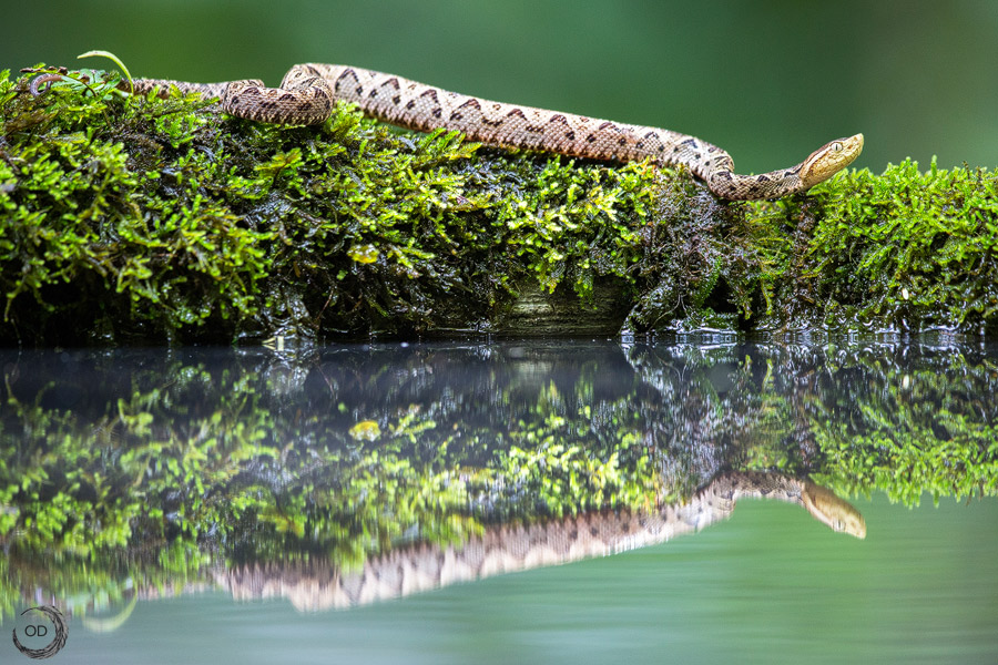 Yellow beard<i> (Bothrops atrox)</i>