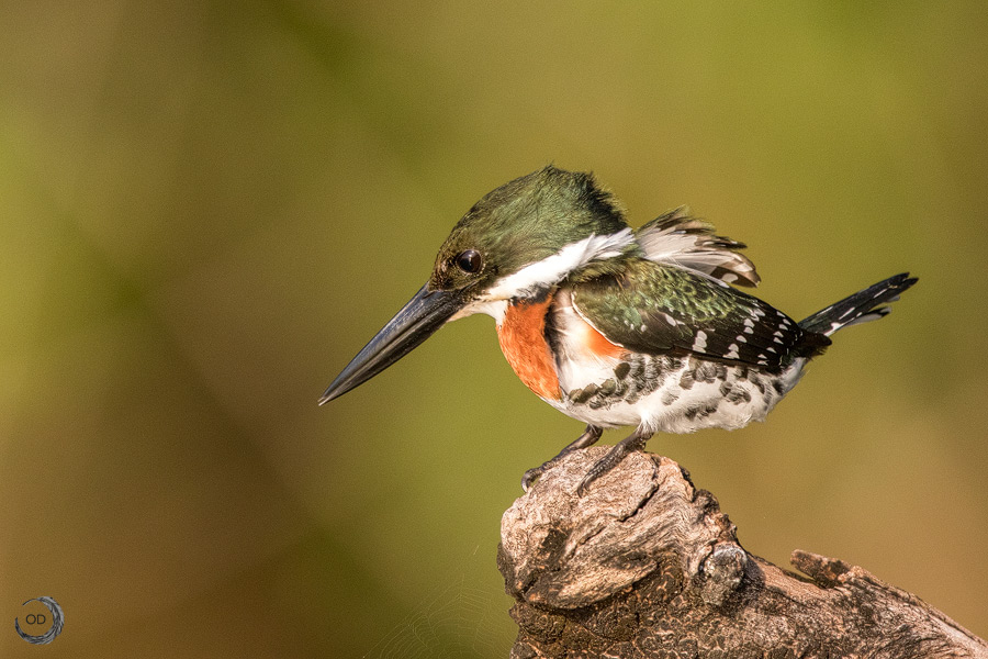 Martin pescador verde macho <i>(Chloroceryle americana)</i>