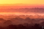 Selva tropical Primaria