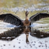 Cormoran pigmeo <i> (Microcarbo pygmaeus)</i>