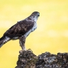 Águila Perdicera <i>(Hieraaetus fasdatus)</i>