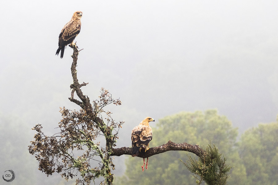 Águila Imperial Ibérica joven (Aquila adalberti) • Oscar Díez-Wildlife  Photography