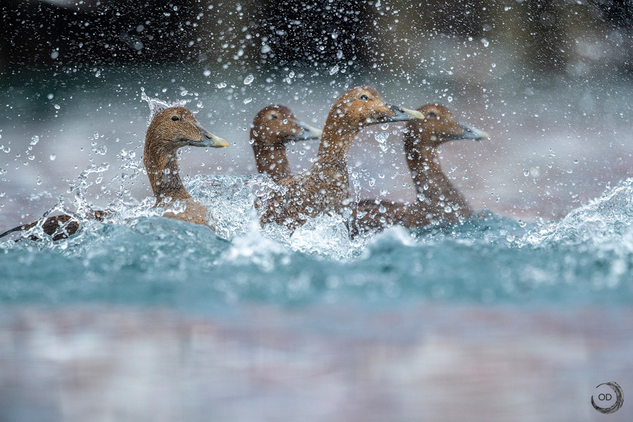 Eider común hembra <i> (Somateria mollissima)</i>