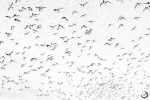 Common murre <i>(Uria aalge)</i>