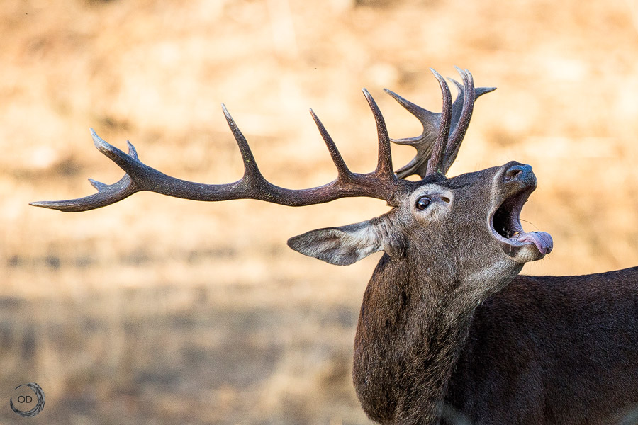 Red deer portrait <i>(Cervus elaphus)</i>