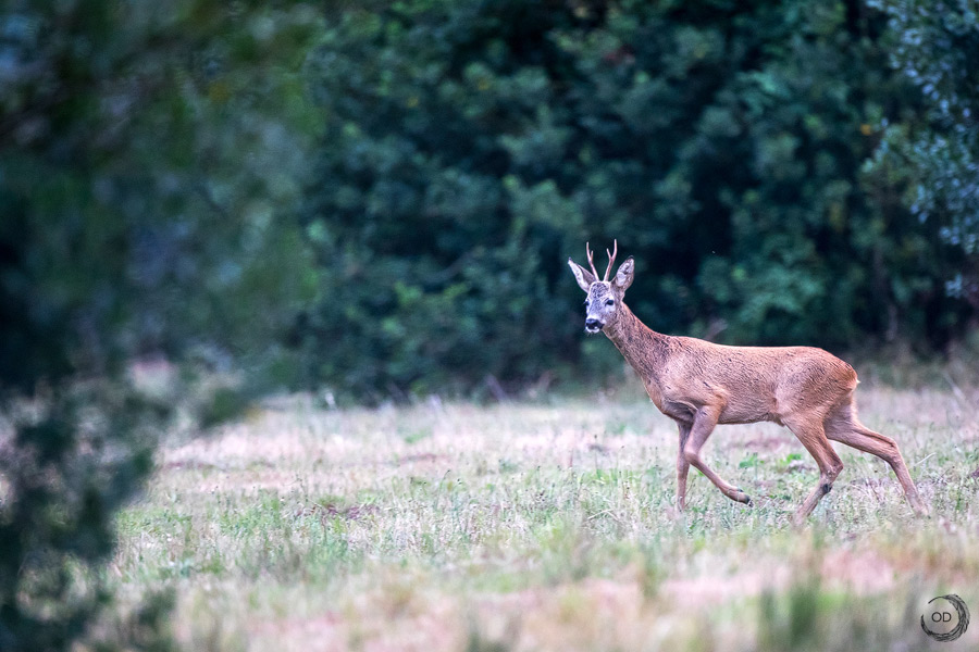 Corzo macho <i> (Capreolus capreolus)</i>