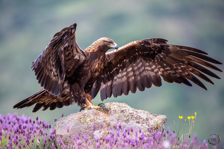 Águila Real hembra <i>(Aquila chrysaetos)</i>
