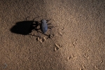 Escarabajo tenebrionid <i>(Onymacris unguicularis)</i>