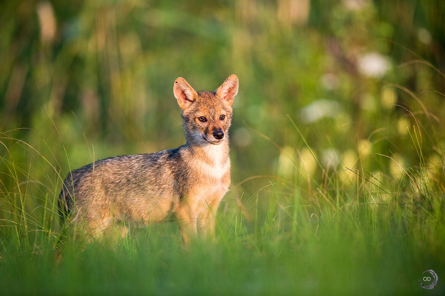 Chacal dorado Europeo joven <i> (Canis aureus moreoticus)</i>