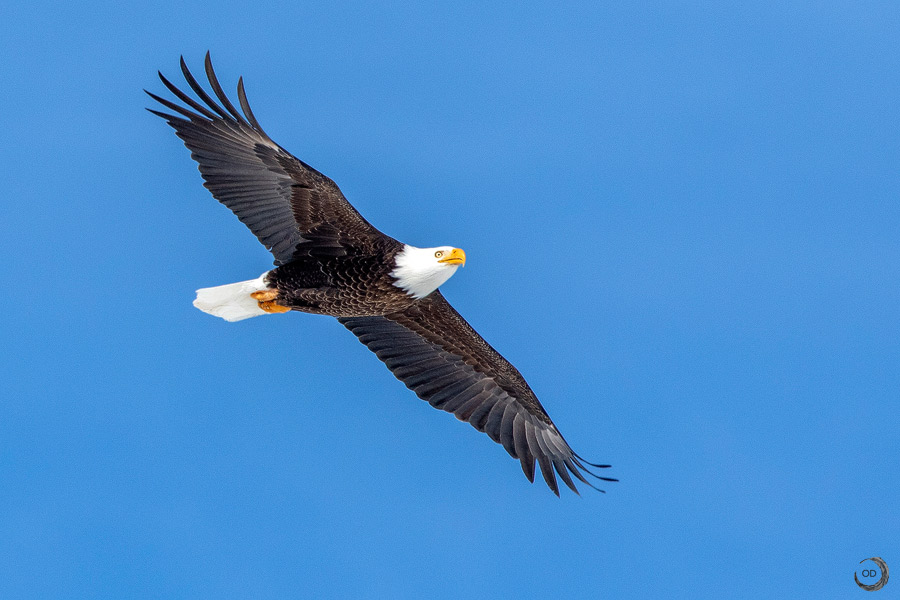 Águila Calva <i>(Haliaeetus leucocephalus)</i>
