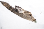 Mule deer <i>(Odocoileus hemionus)</i>