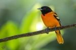 Oropendola de Baltimore <i>(Icterus galbula)</i>