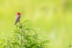 Mosquero cardenal <i>(Pyrocephalus obscures)</i>