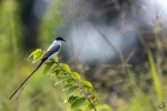Tijereta sabanera <i>(Tyrannus savana)</i>