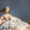 Acentor alpino <i>(Prunella collaris)</i>