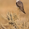Elanio Azul <i>( Elanus caeruleus)</i>