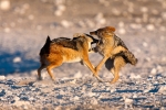 Galería: Etosha National Park