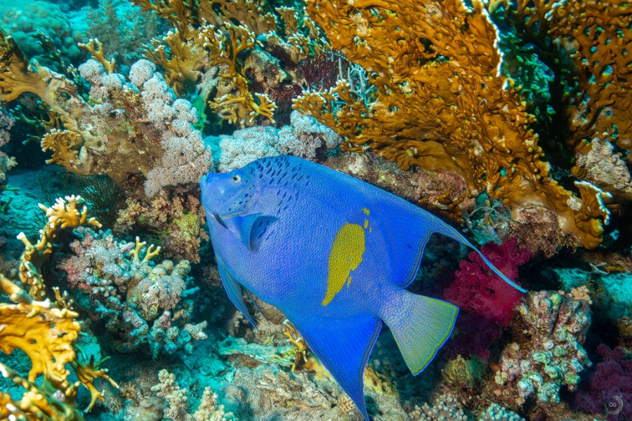 Pez angel de barra amarilla <i>(Pomacanqhus maculosus)</i>