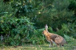 Liebre de Piornal <i>(Lepus castroviejoi)</i>