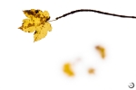 Hoja de arce