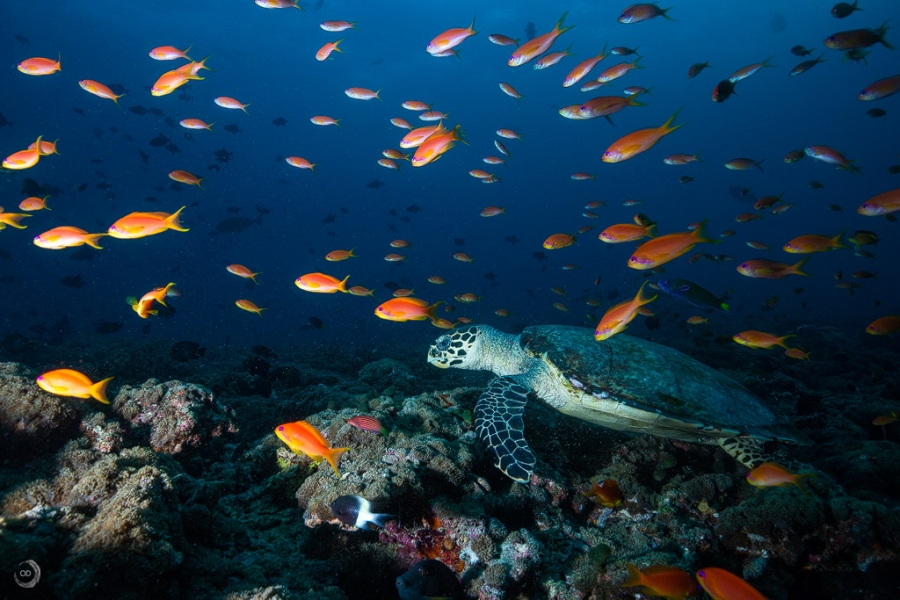 Green sea turtle <i>(Chelonia mydas)</i>