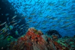 Arenque  banda azul <i>(Herklotsichthys quadrimaculatus)</i>