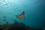 Raya jaspeada <i> (Aetobatus narinari)</i>