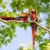 Guacamaya roja <I>(Ara macao)</i>