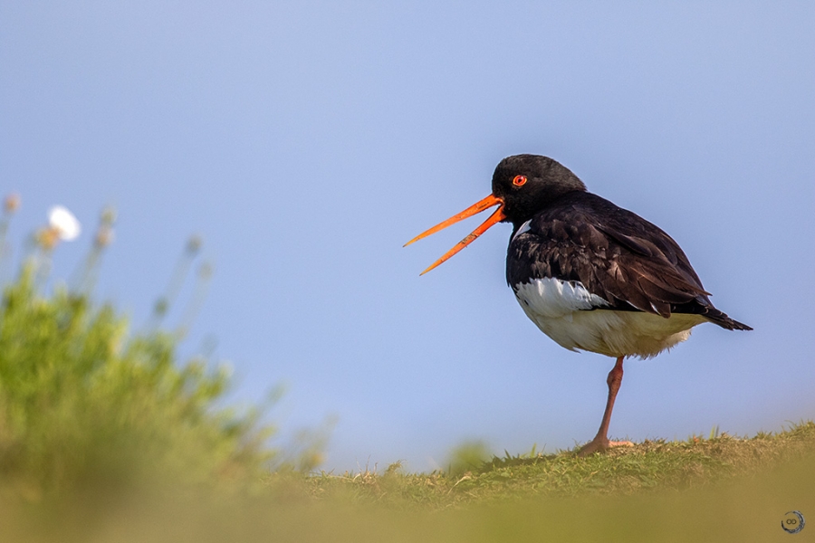 Eurasian Oystercatcher <i>(Haematopus ostralegus)</i>