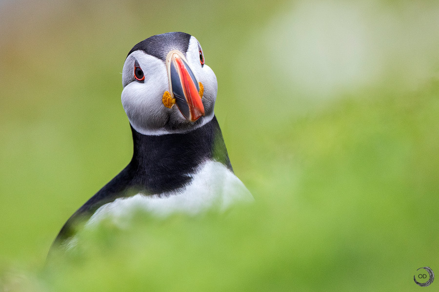 Frailecillo atlántico <i> (Fratercula arctica) </i>