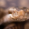 Víbora hocicuda <i>(Vipera latasti)</i>