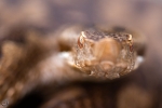 Galería: Reptiles y Anfibios