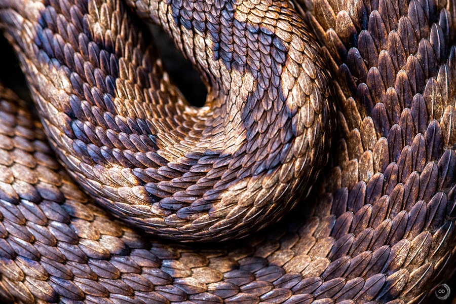 Víbora hocicuda <i>(Vipera latasti)</i>