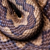 Víbora hocicuda <i>(Vipera latasti)</i>