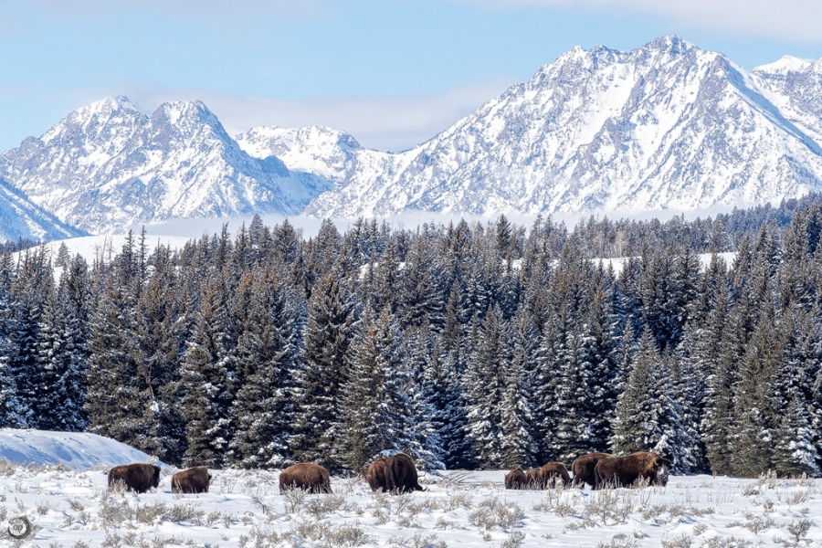 Bisonte Americano <i>(Bison bison)</i>