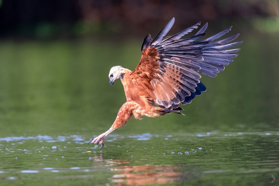 Black collared hawk <i> (Busarellus nigricollis) </i>