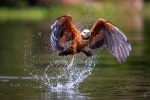 Black collared hawk <i> (Busarellus nigricollis) </i>